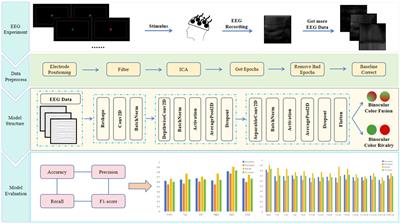 Investigating critical brain area for EEG-based binocular color fusion and rivalry with EEGNet